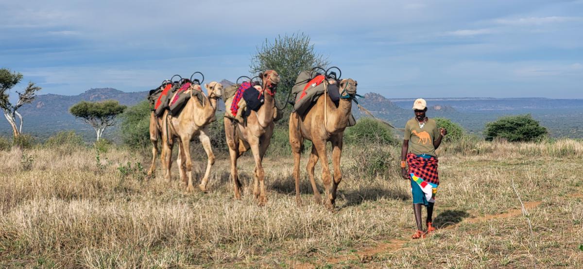 Vandresafari med kamel, Laikipia, Kenya