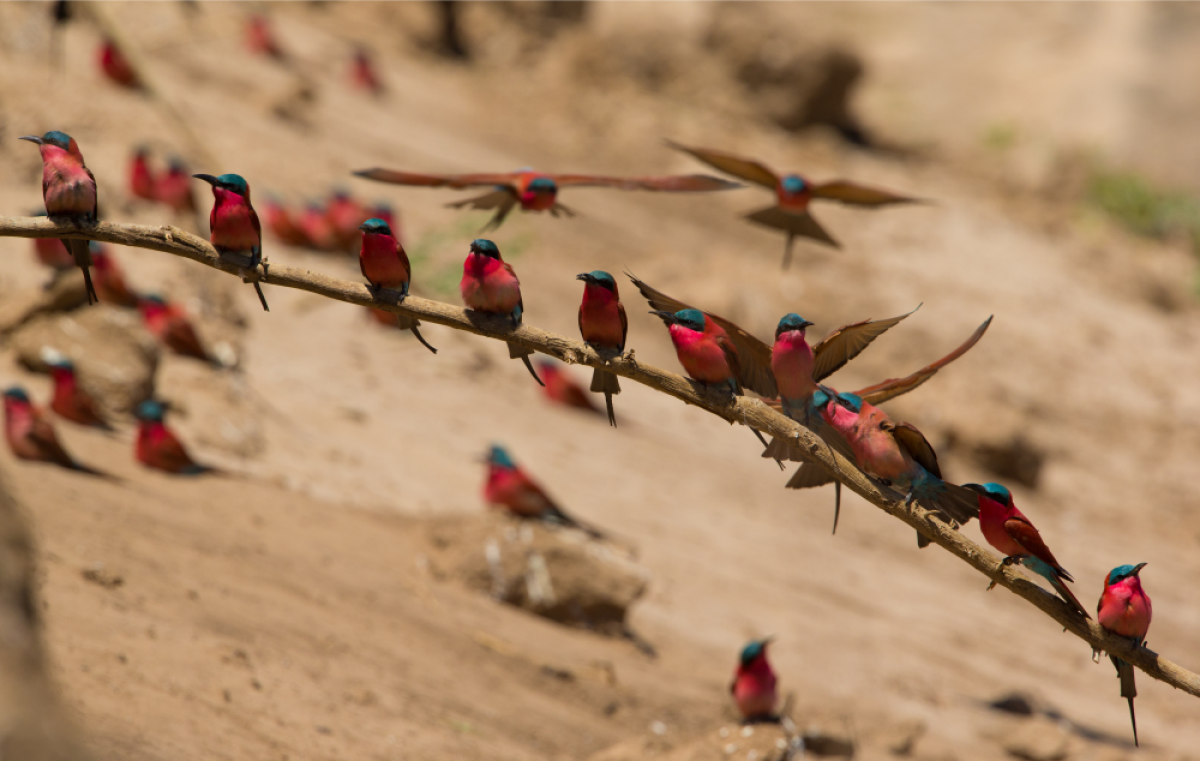 Carmine bee-eater (sinoberbieter på norsk) er et vakkert skue  |    Foto:  Chundukwa River Lodge 