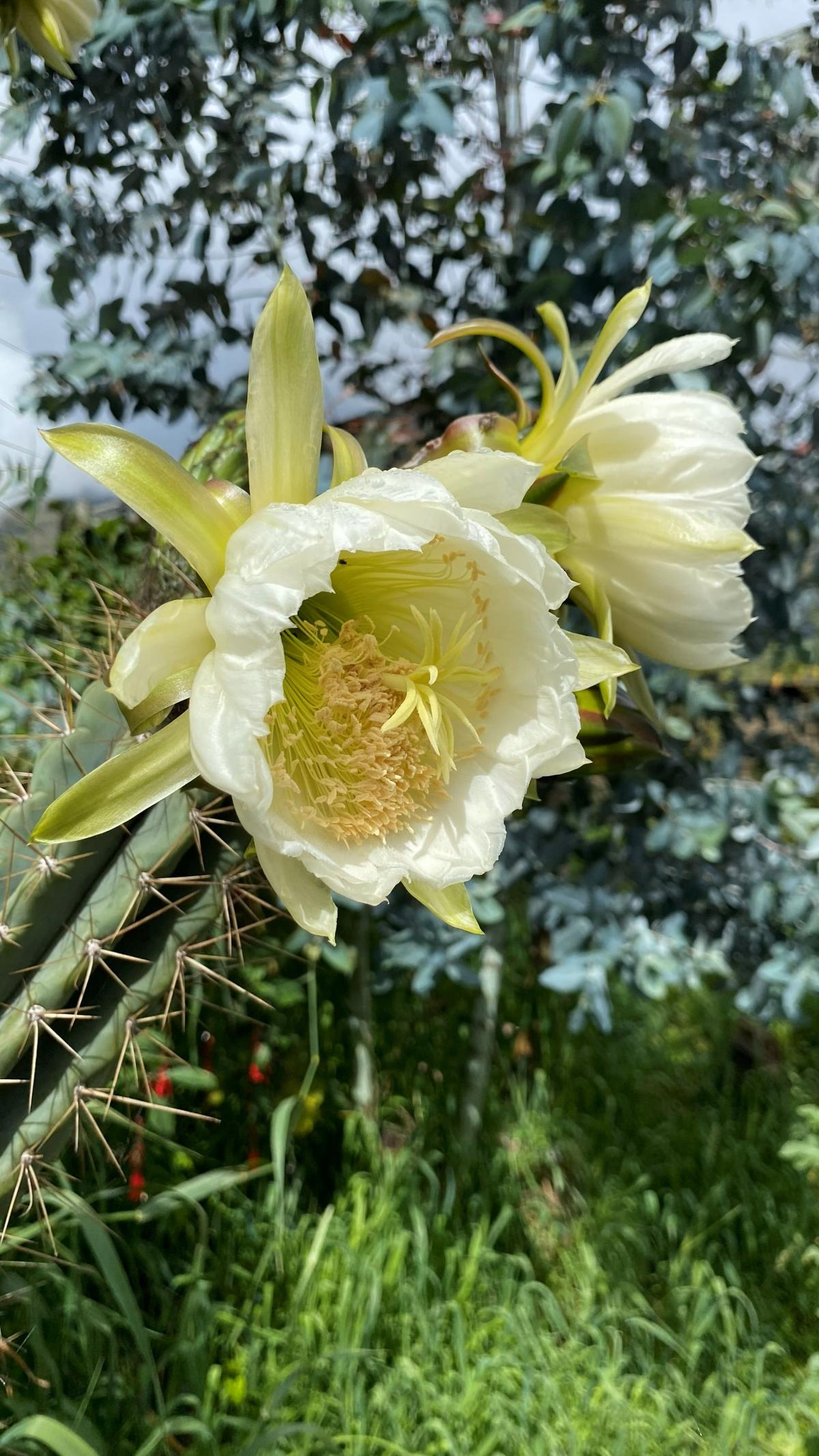 Sanpedro-blomsten i Andesfjellene    