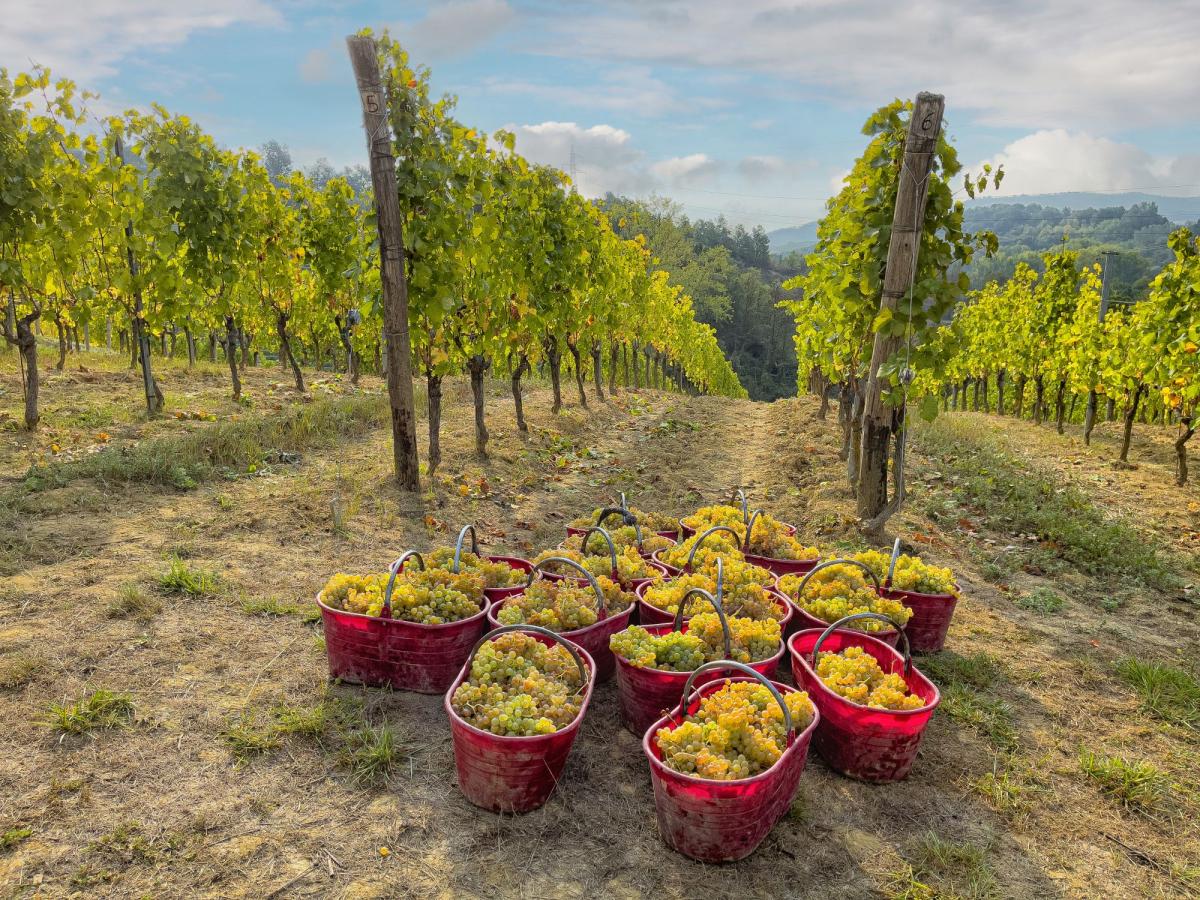 Gavi er kjent for sin Cortese di Gavi-drue   |    Foto:  Maurizio Ravera – Gavi Wine Land 