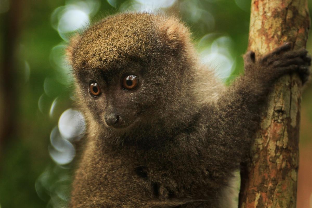 Bambuslemur i Andasibe  |    Foto:  Gydyt0jas - Istock 