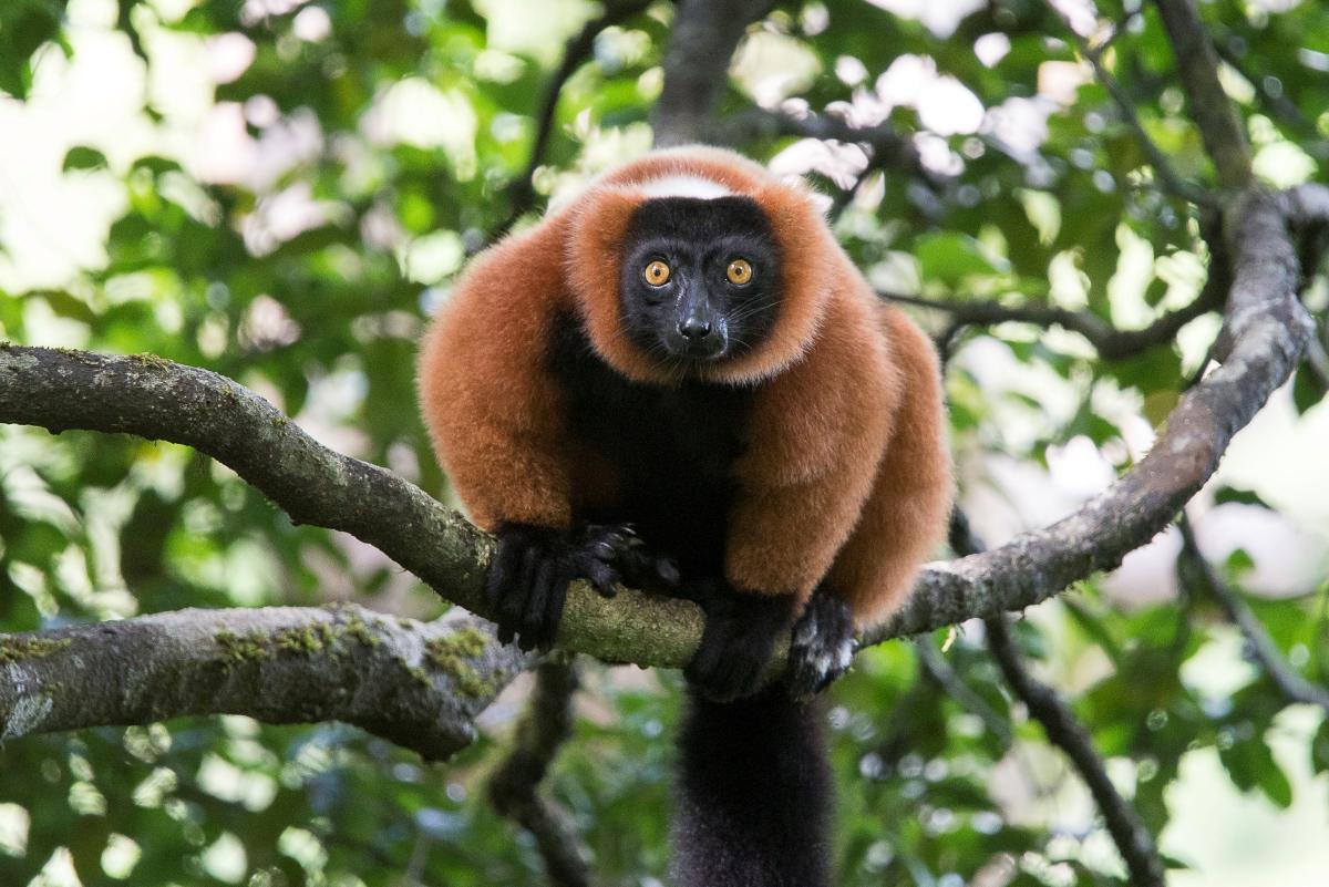      Foto:  Masoala Forest Lodge 