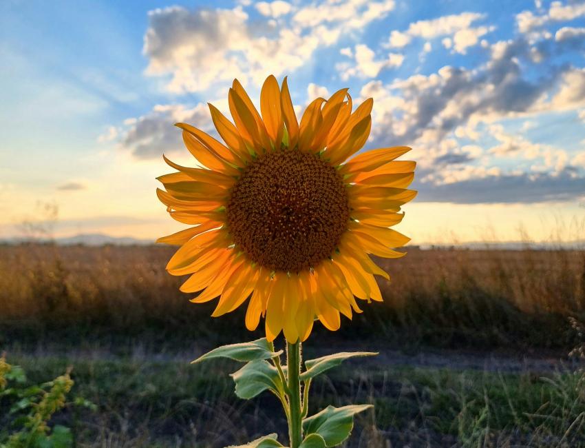 Solsikke - Bulgaria