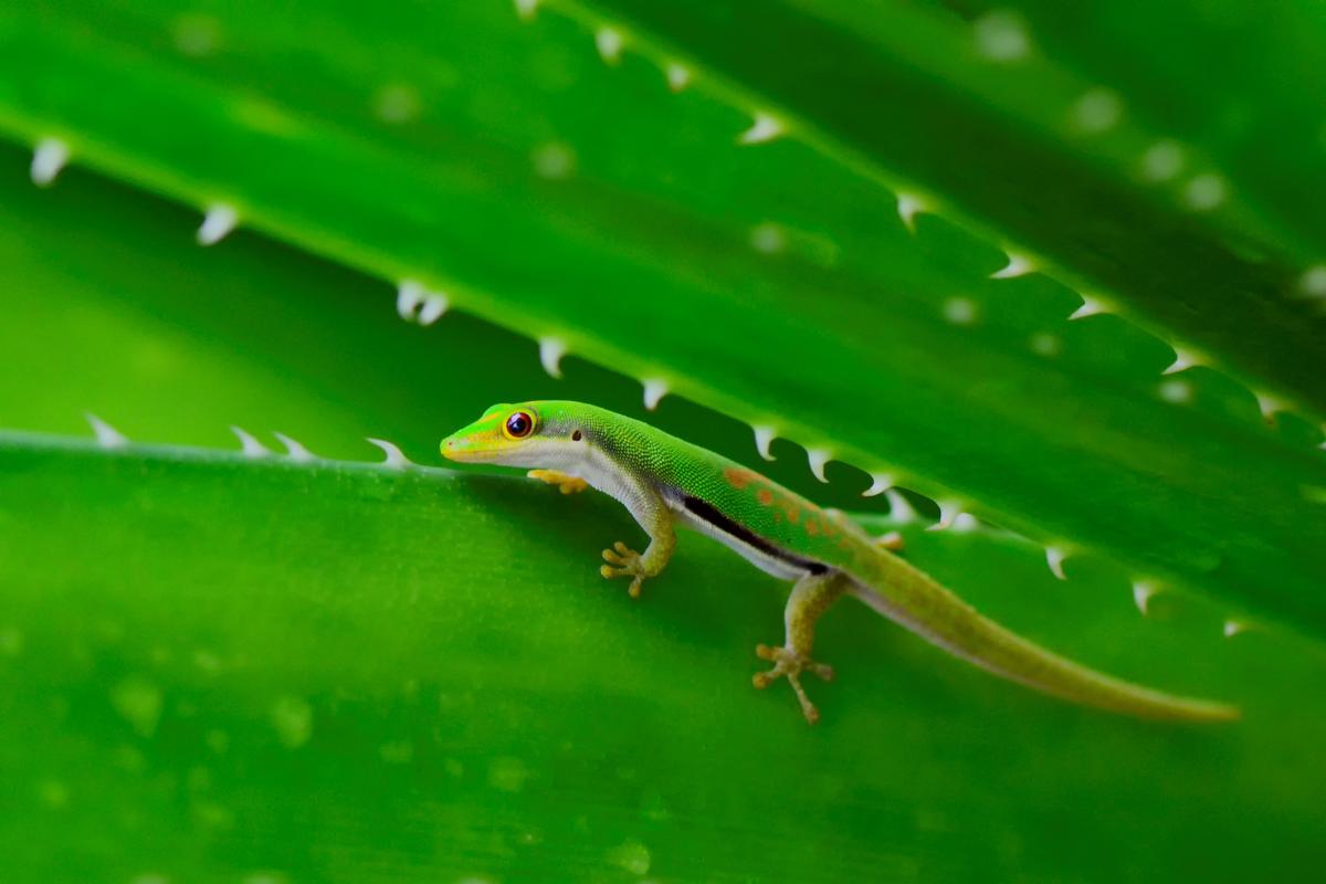      Foto:  Masoala Forest Lodge 