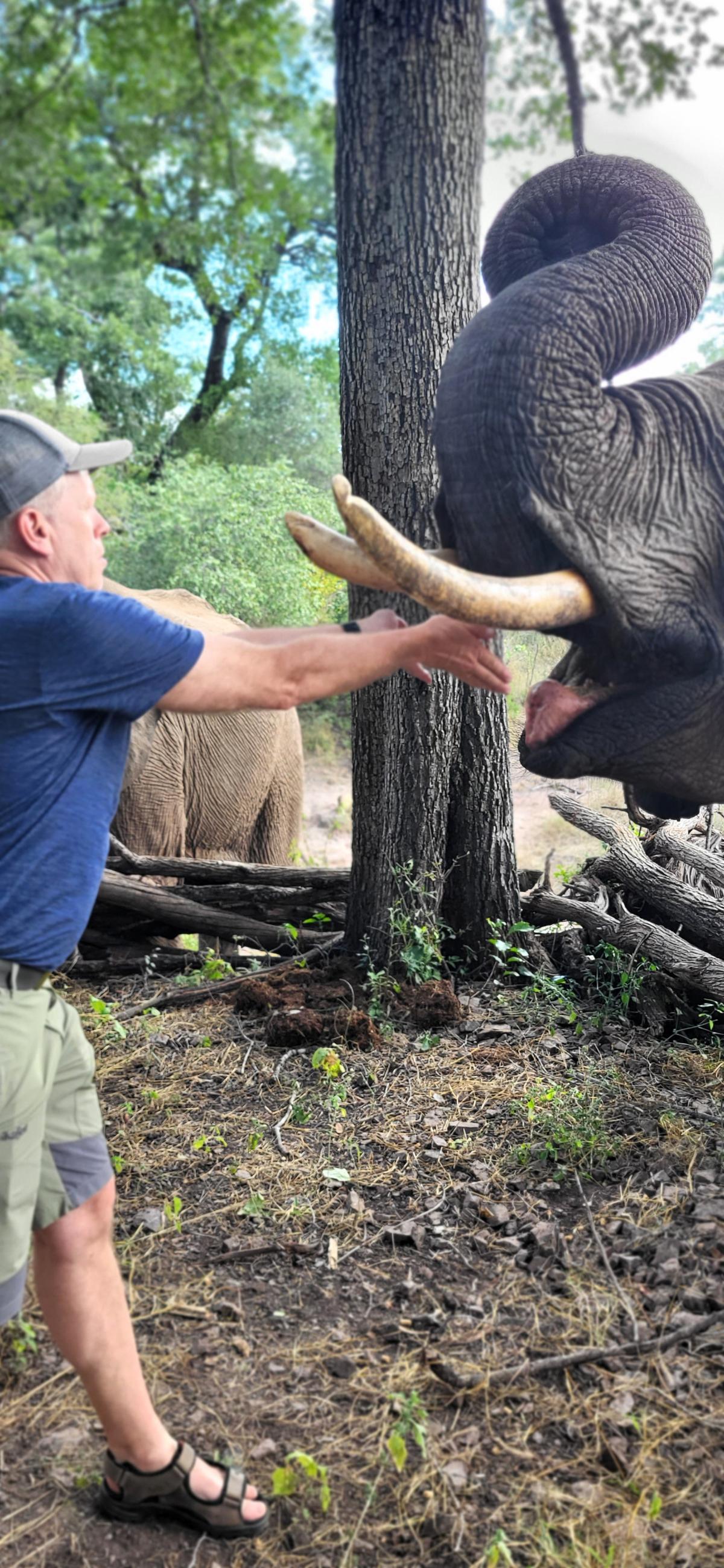 Mating av elefanter i Zimbabwe