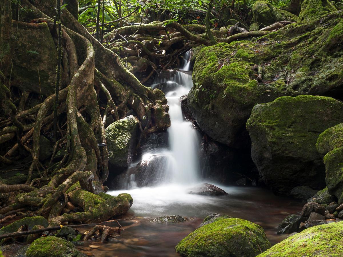     Foto:  Masoala Forest Lodge 