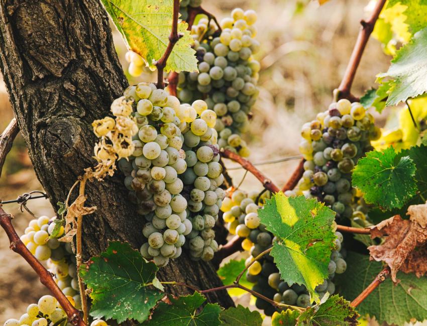 Vindruer i Kakheti - Georgia