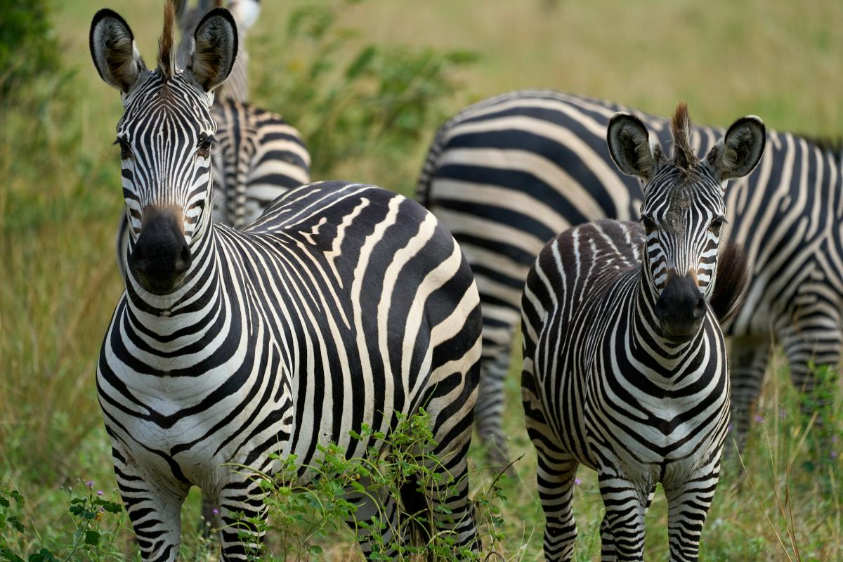      Foto:  Dmitrii Zhodzishskii - Unsplash 