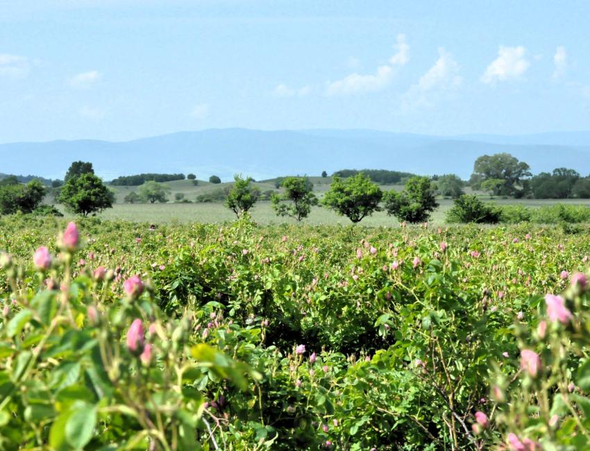 Rosedalen, et syn for øyet i slutten av mai, begynnelsen av juni
