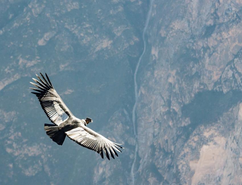 Kondor i Colca Canyon - Peru