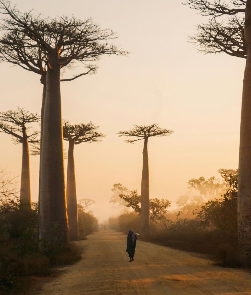 Morondava - Baobabavenyen