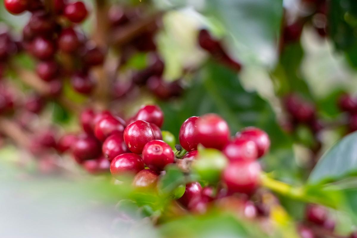 Coffee beans Costa Rica   |    Foto:  Ricardo Arce - Unsplash 