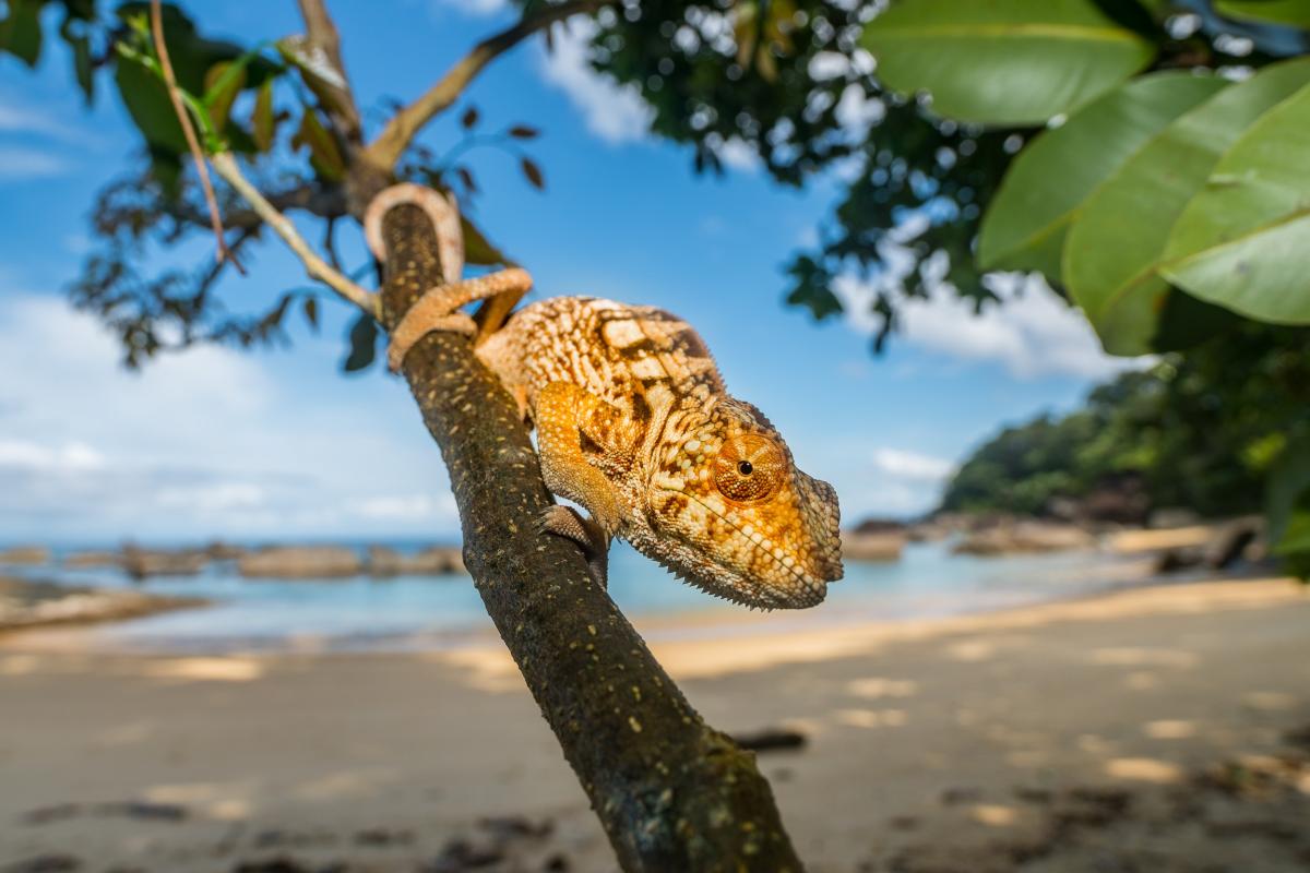      Foto:  Masoala Forest Lodge 
