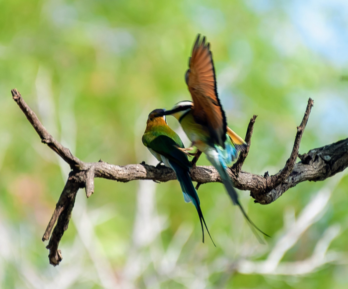     Foto:  Makubi Safari Camp 