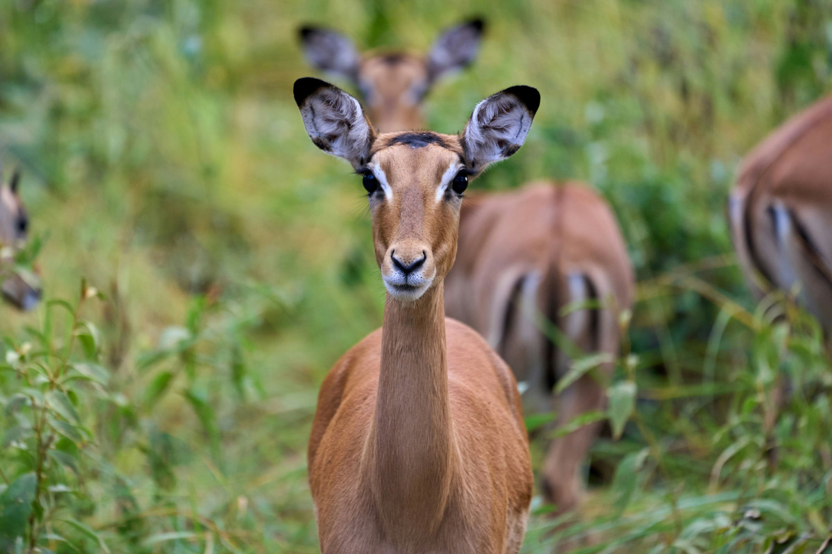 Impalas - Kafue National Park  |    Foto:  Dmitrii Zhodzishskii - Unsplash 