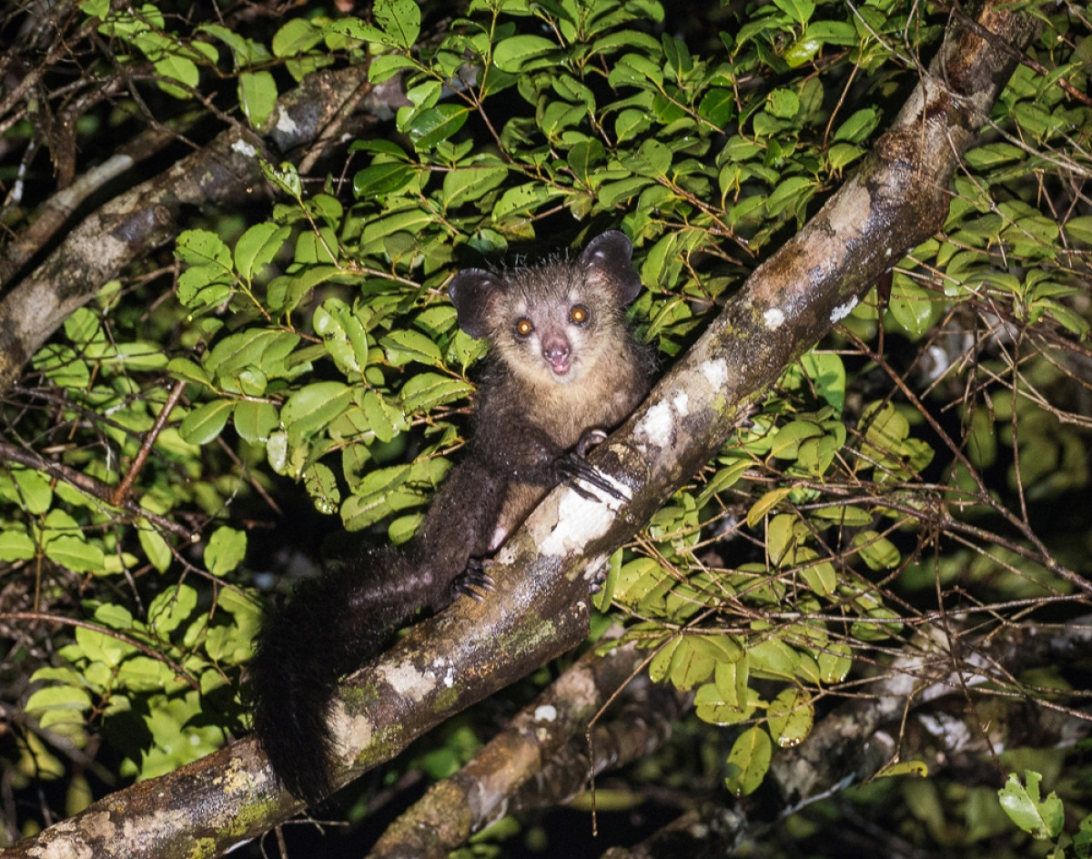     Foto:  Masoala Forest Lodge 