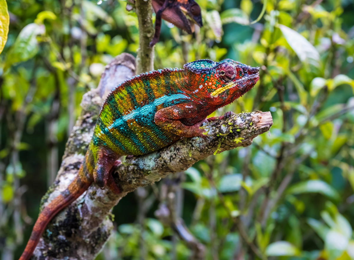 Kameleon Andasibe  |    Foto:  Leamus - Istock 