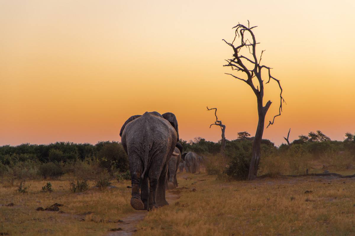      Foto:  Makubi Safari Camp 
