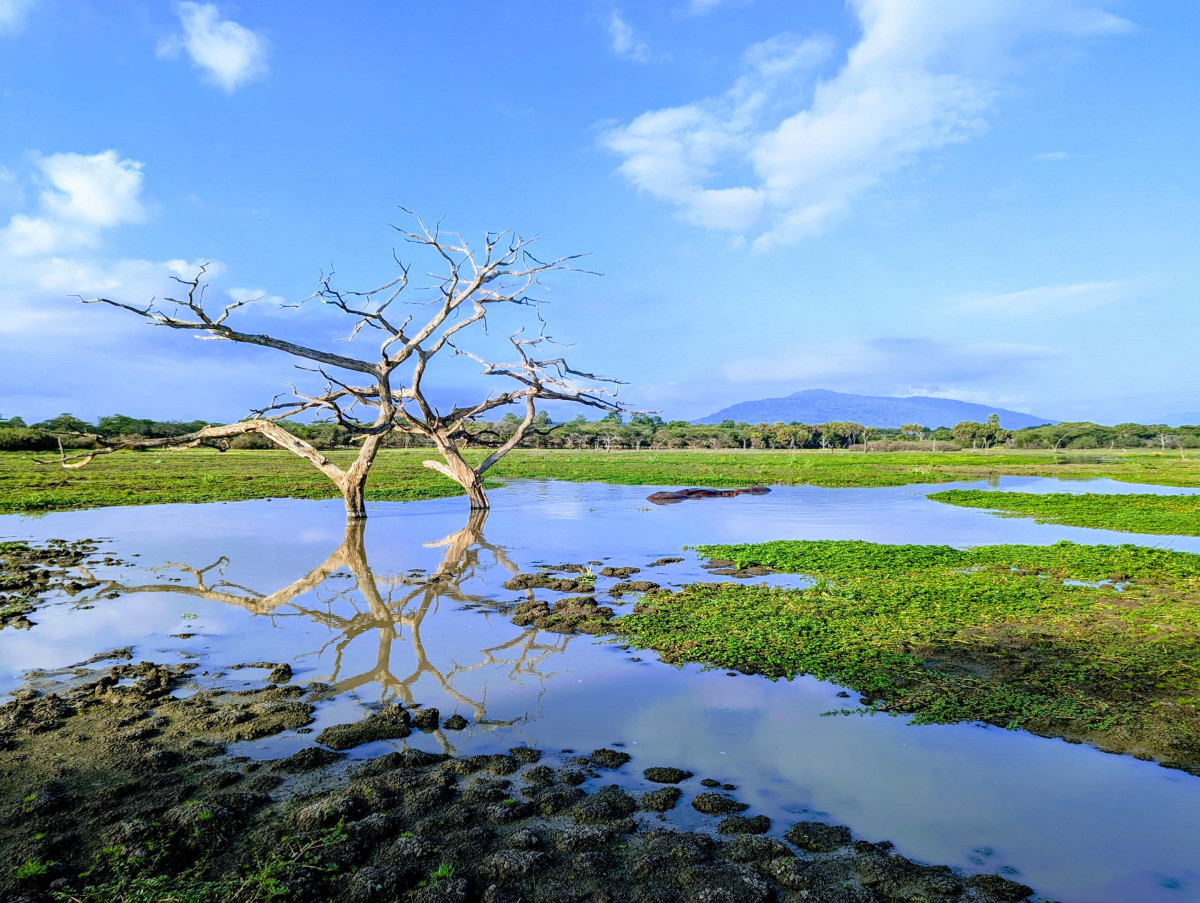      Foto:  Makubi Safari Camp 