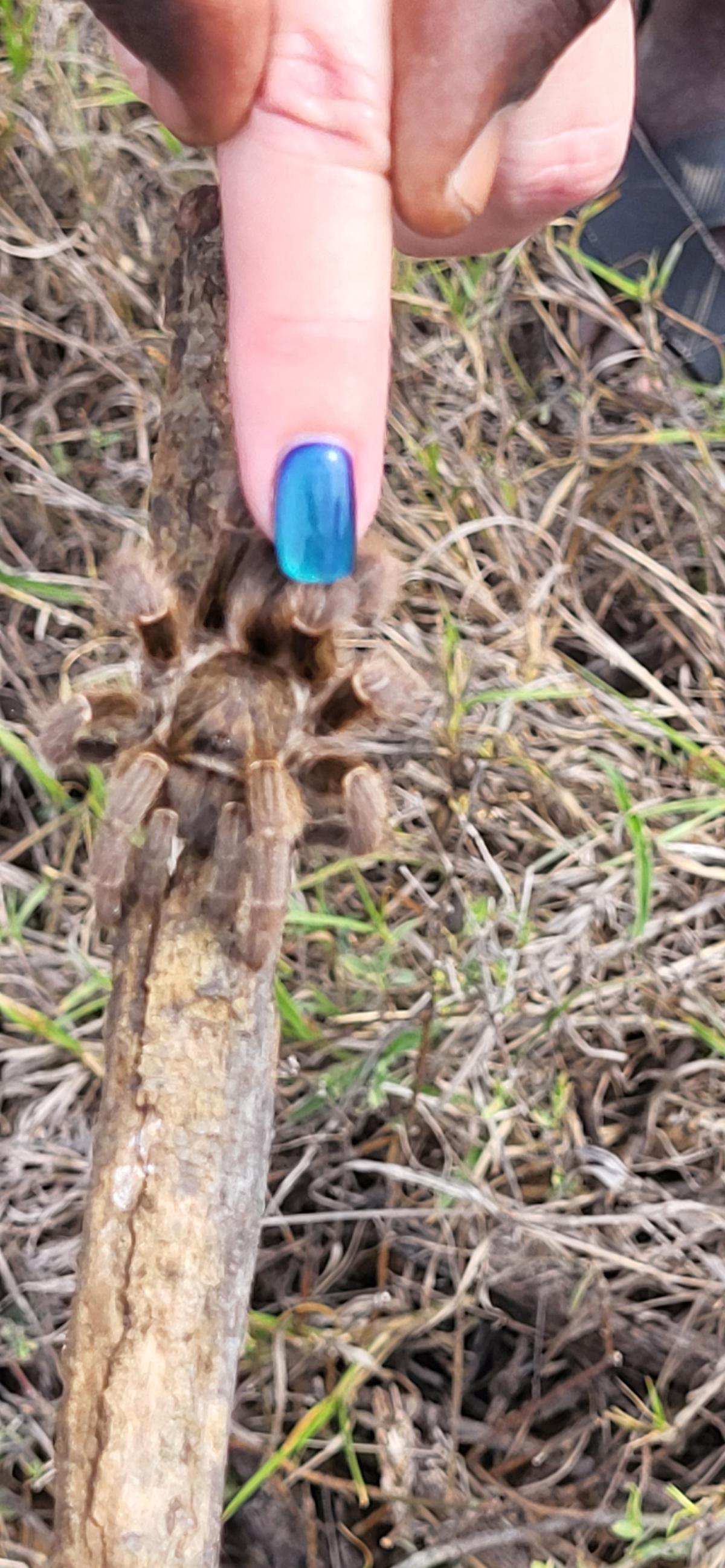 "Klappe" hårete edderkopp i Kenya