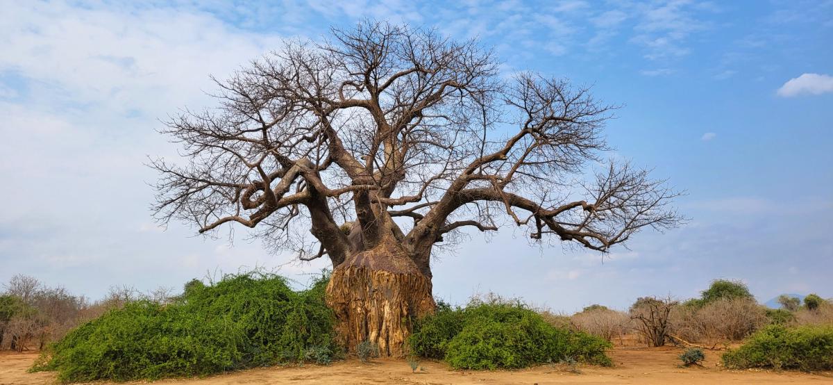 South Luangwa National Park   |    Foto:  Wenche Tvenge - La'mme 