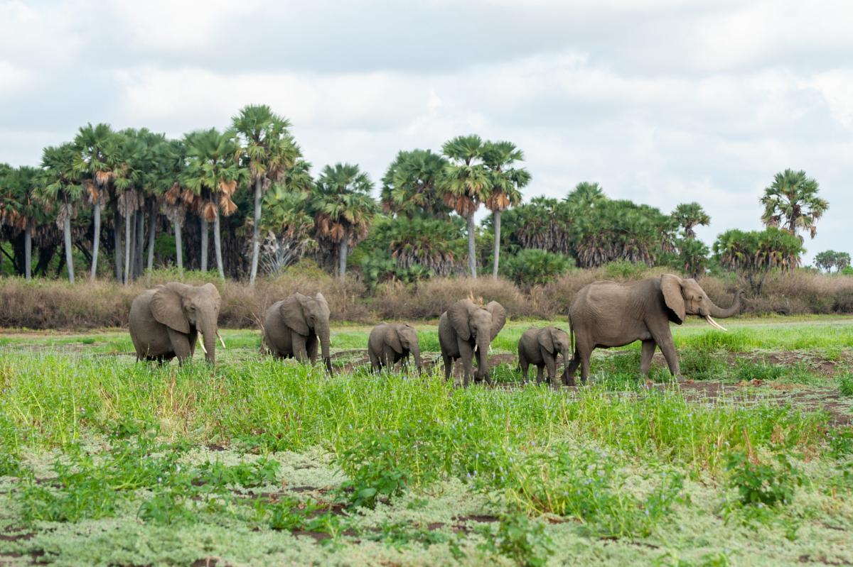     Foto:  Makubi Safari Camp 