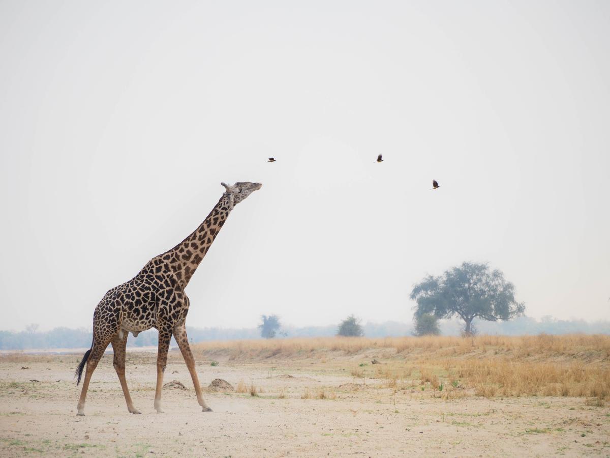      Foto:  Sungani Lodge - Zambia 