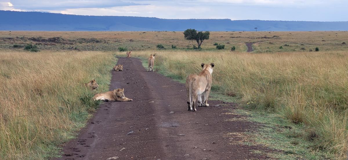 Veisperring i Masai Mara