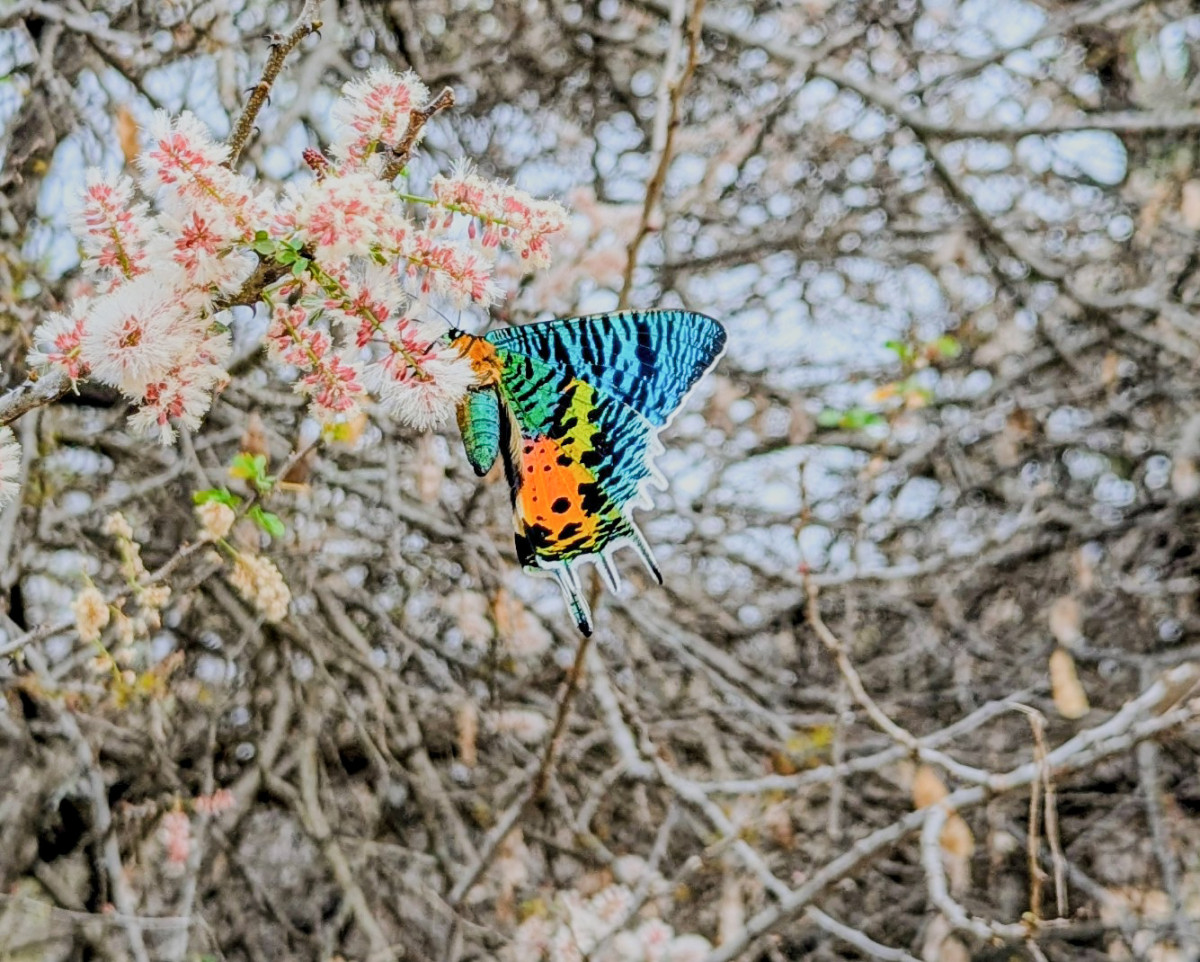      Foto:  Makubi Safari Camp 