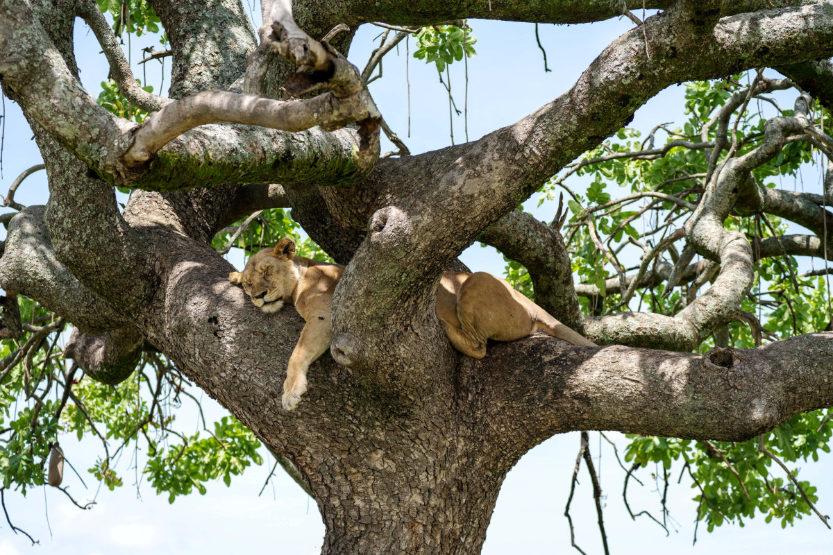 Løve som slapper av i Masai Mara   |    Foto:  Secluded Africa 