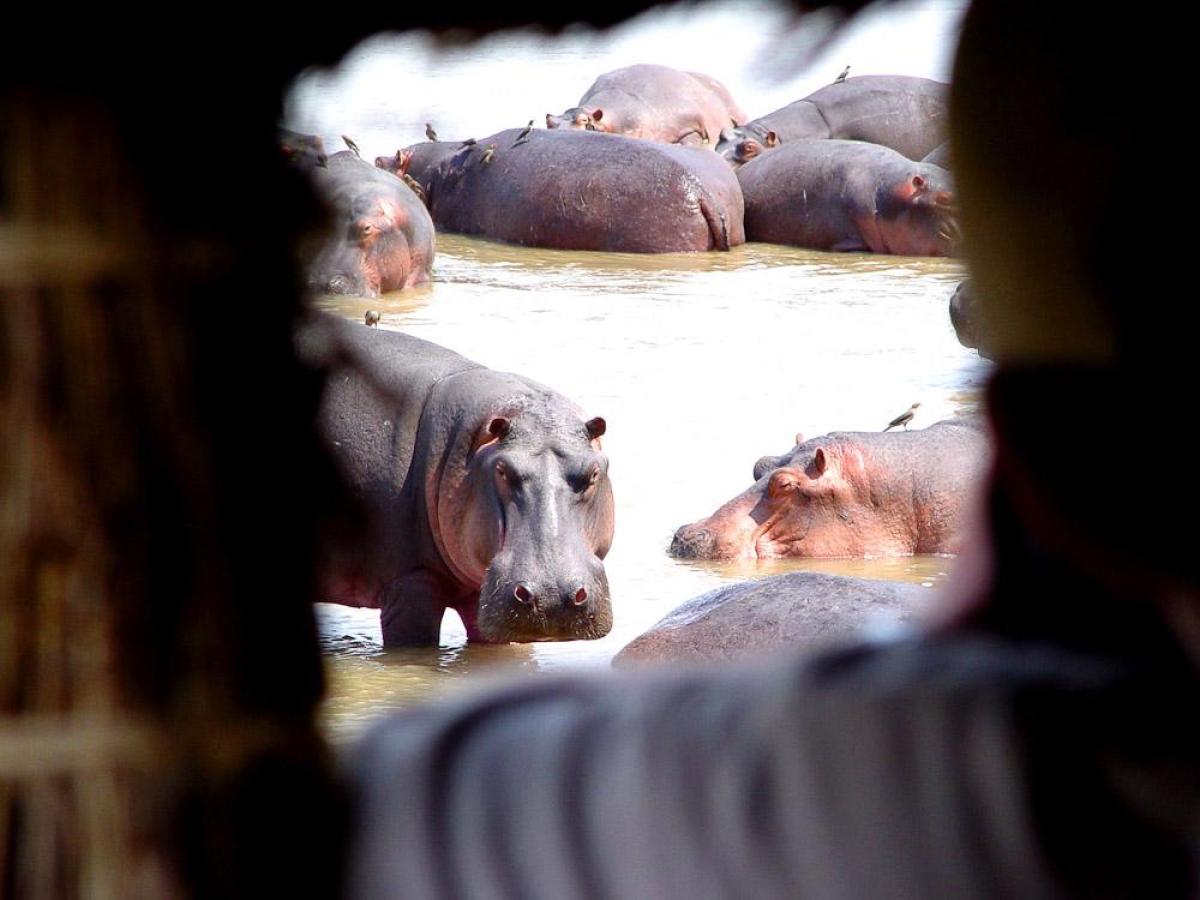 Hippo hide  |    Foto:  Shanton Safaris 