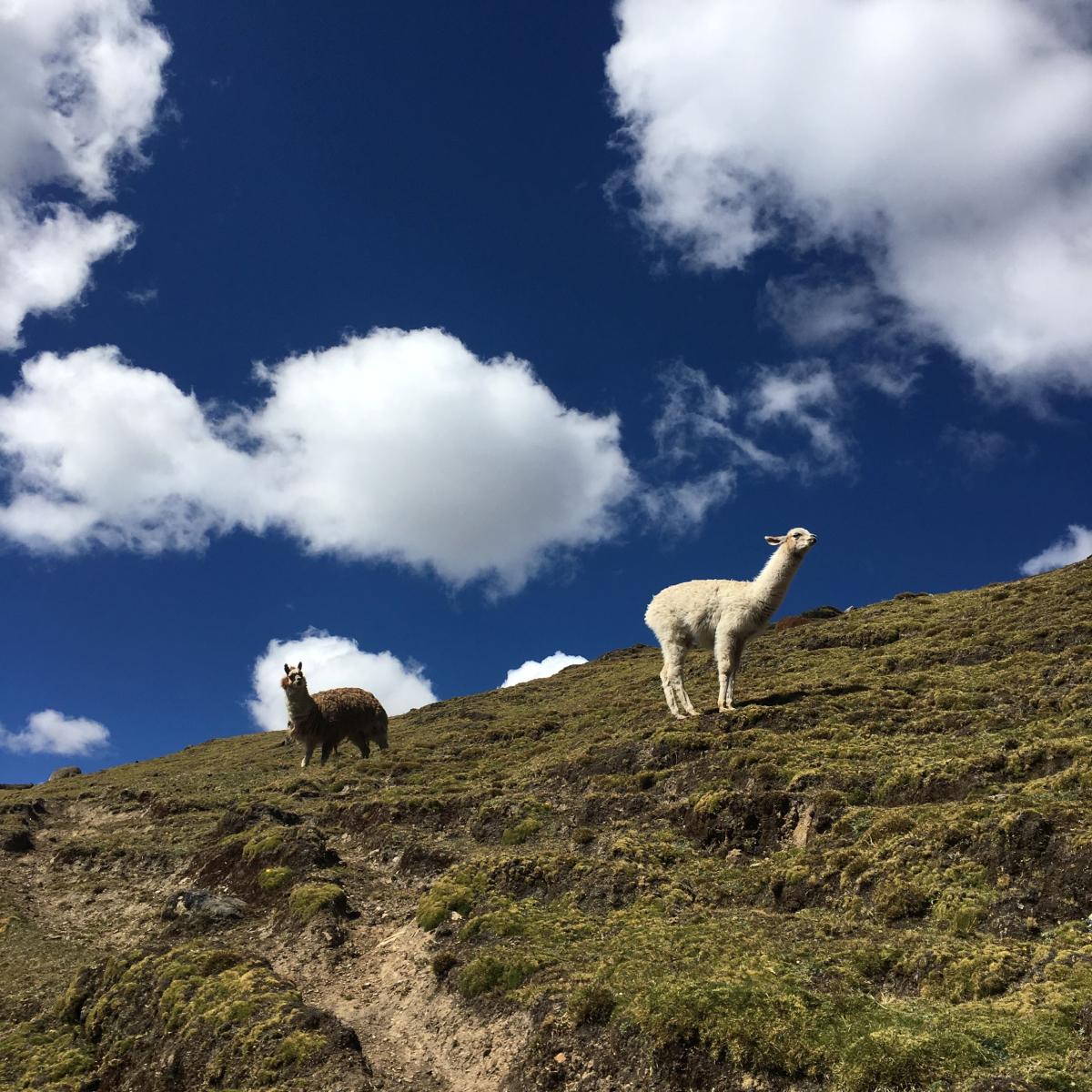 Alpakka i Andesfjellene   