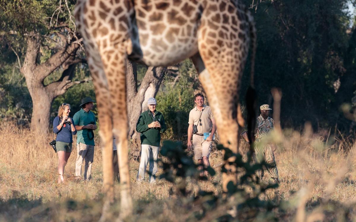 Nkonzi - vandresafari  |    Foto:  Gavin Opie Safaris 