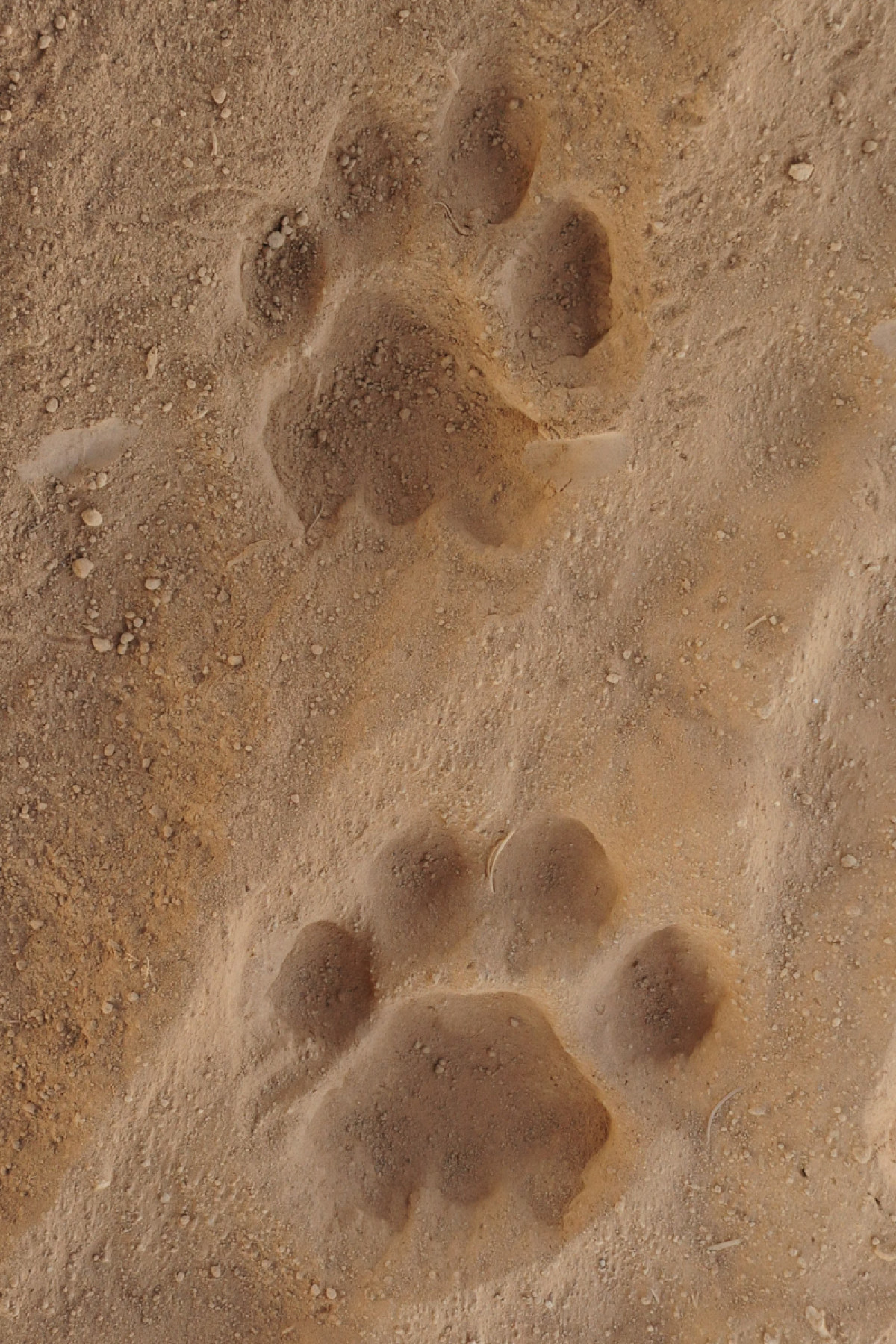     Foto:  Karisia Walking Safaris 