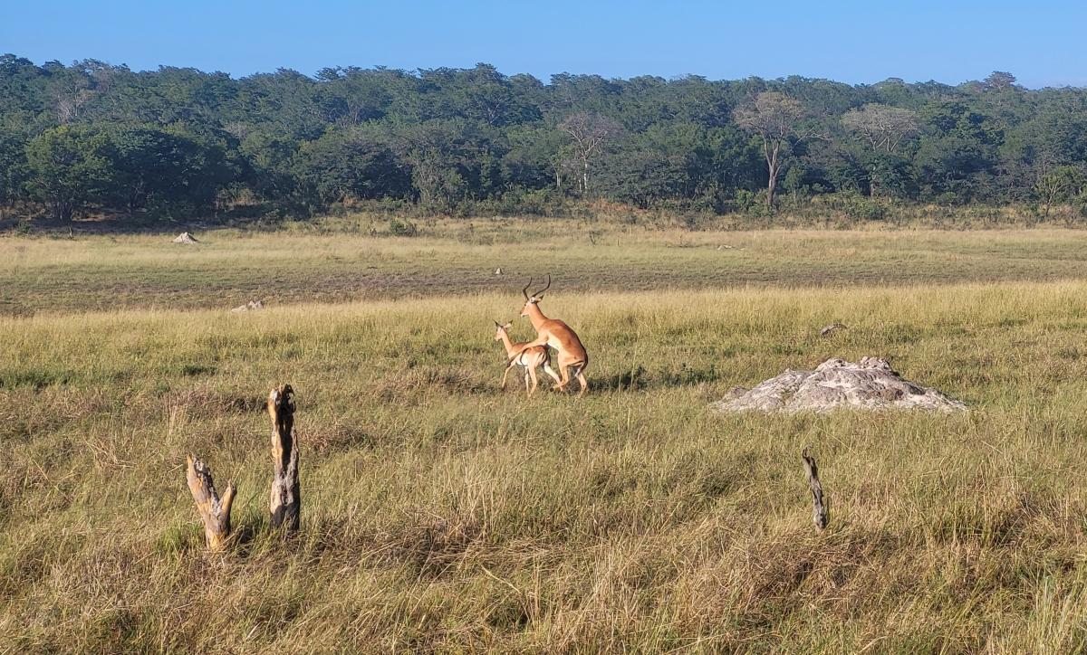 Impala-elskov i Zimbabwe