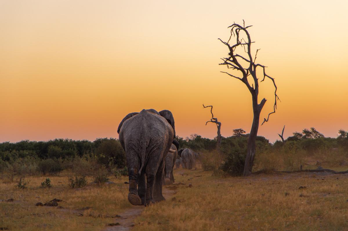      Foto:  Makubi Safari Camp 
