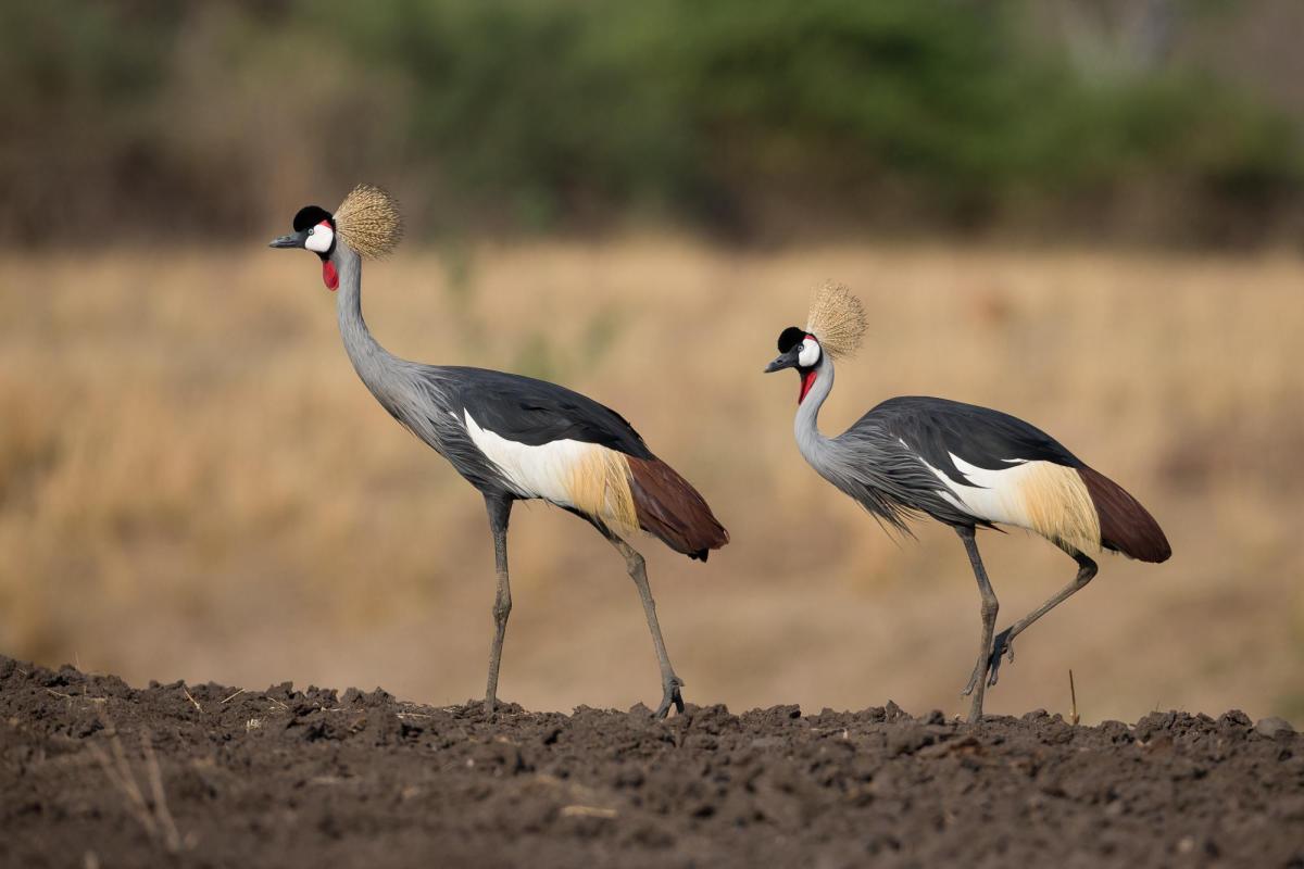 Nkonzi  |    Foto:  Gavin Opie Safaris 
