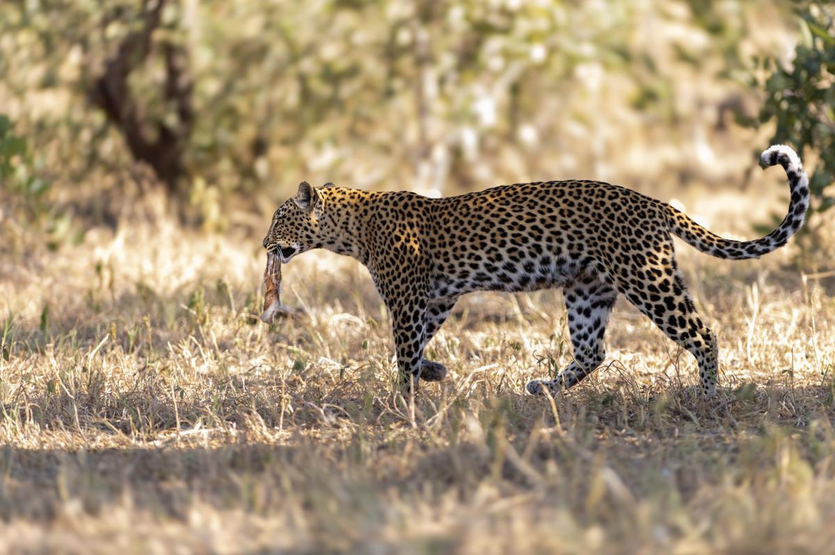     Foto:  Makubi Safari Camp 
