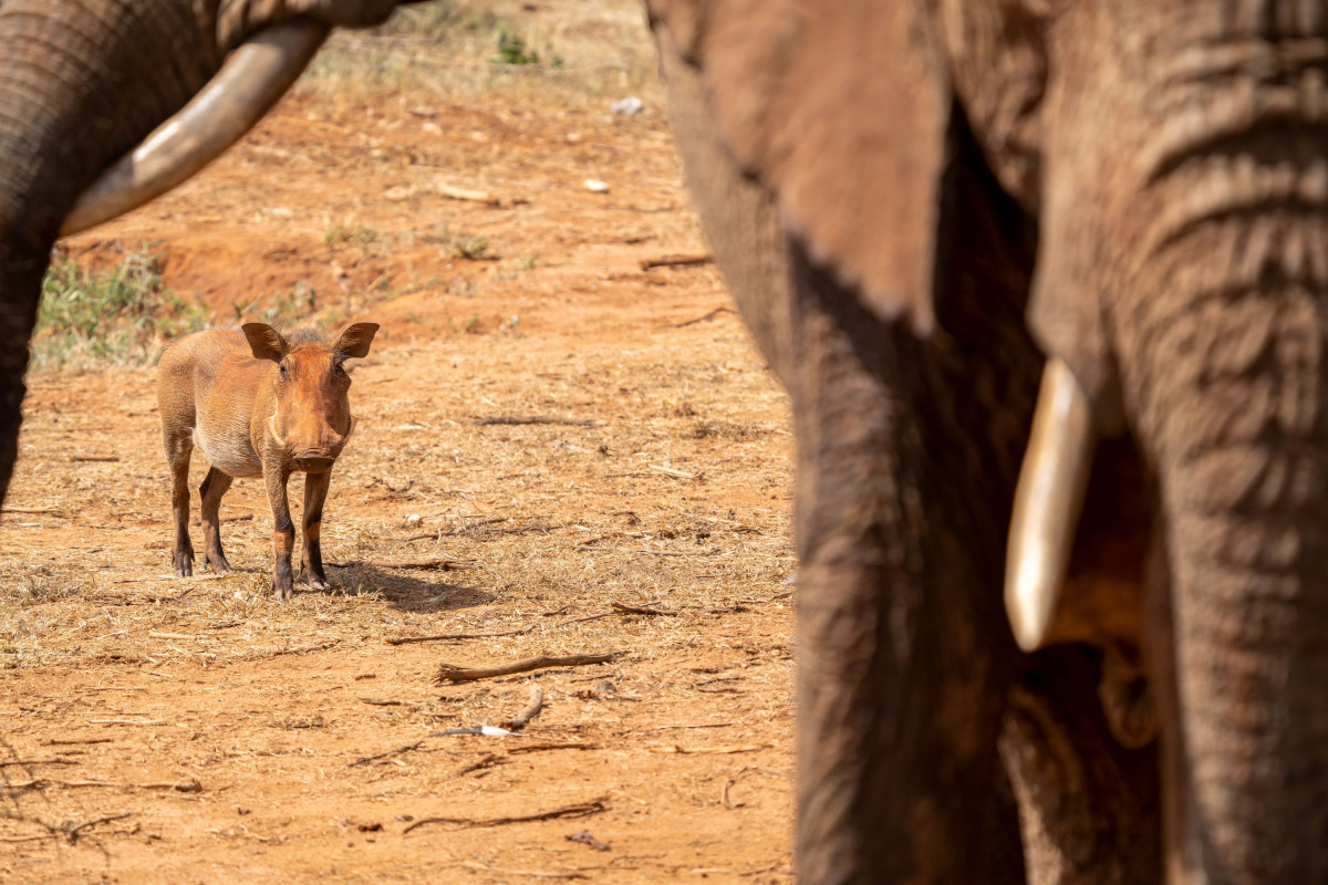 Best å holde seg i bakgrunnen .... Kipalo Hills  |    Foto:  Secluded Africa 