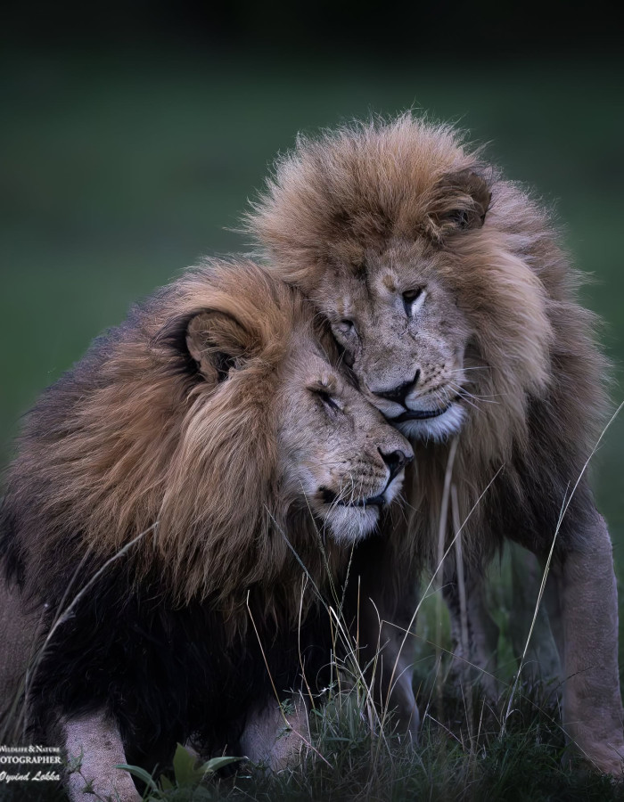 Safari i Masai Mara – Serea Camp