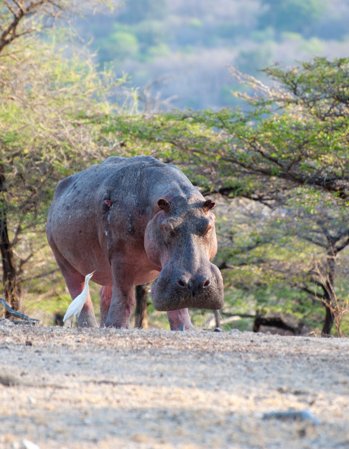 Tanzania - Safari & Badeferie
