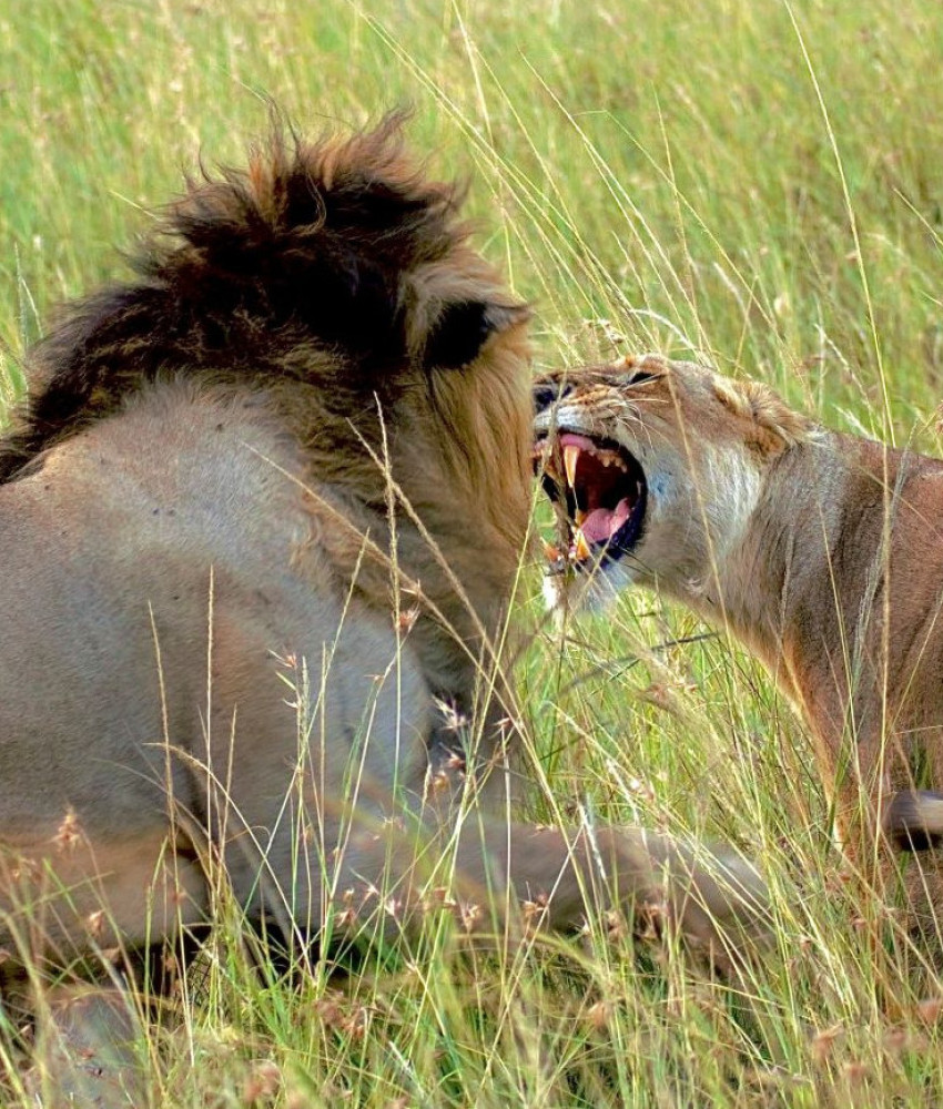 Serengeti nasjonalpark