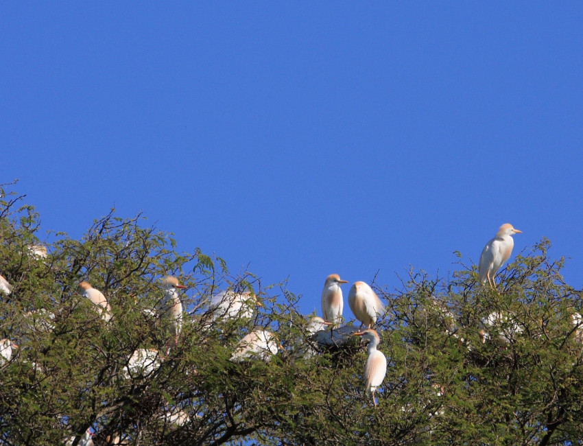 Nosy Komba, Madagaskar - foto: Tsara Komba Lodge