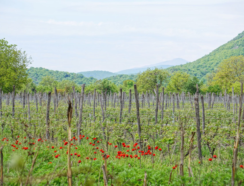 Vinmarker i Kakheti - Georgia