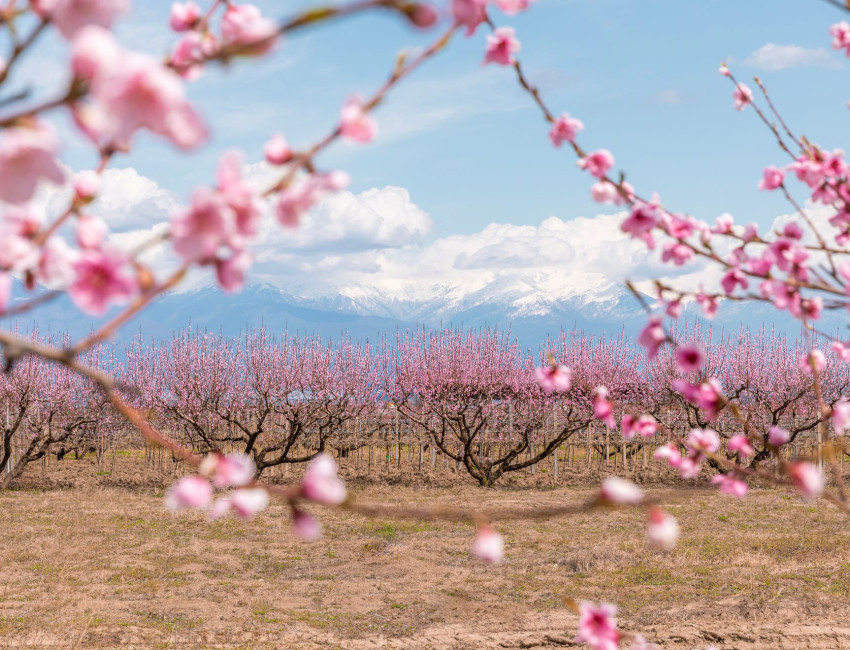 Ferskenblomstring i Kakheti - Georgia