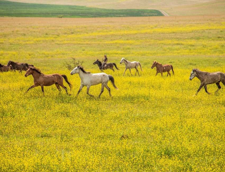 Vashlovani nasjonalpark - Kakheti - Georgia