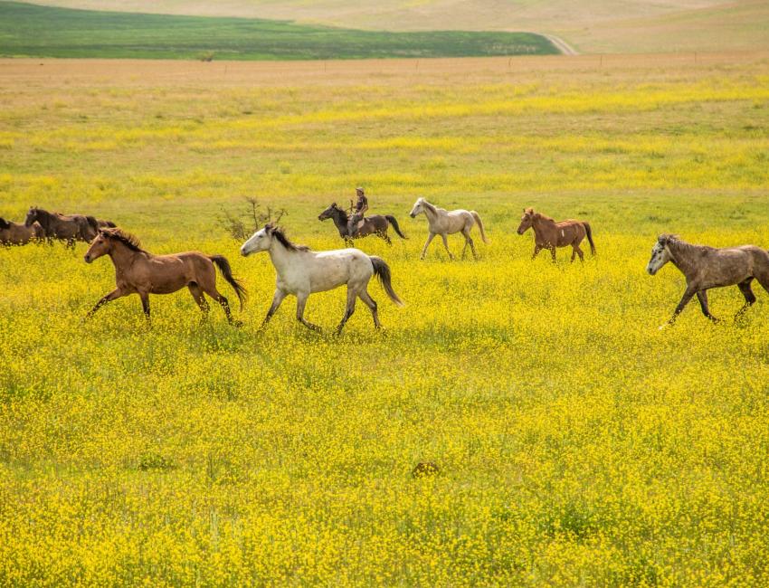 Vashlovani nasjonalpark - Kakheti - Georgia