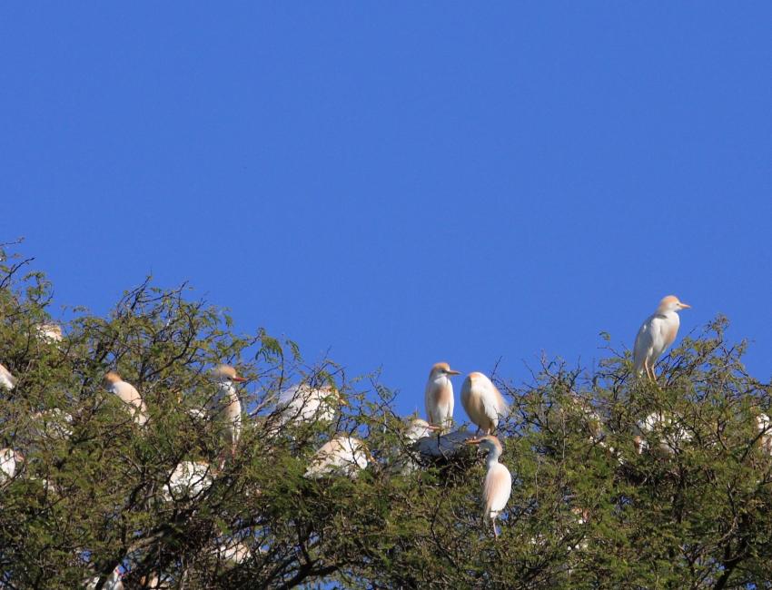 Nosy Komba, Madagaskar - foto: Tsara Komba Lodge