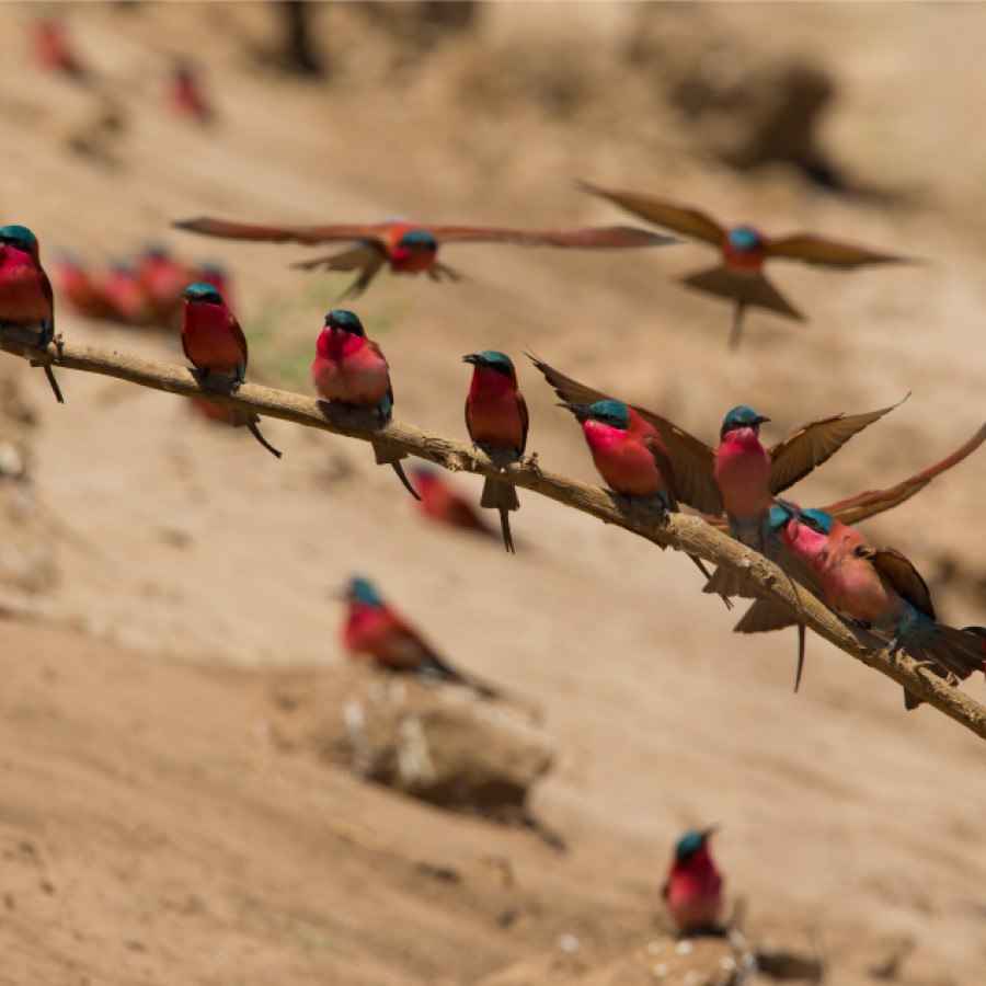 Autentisk safari Zambia