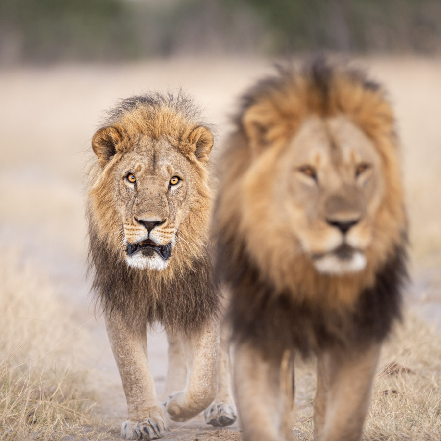 Safari for sjelen - Tanzania